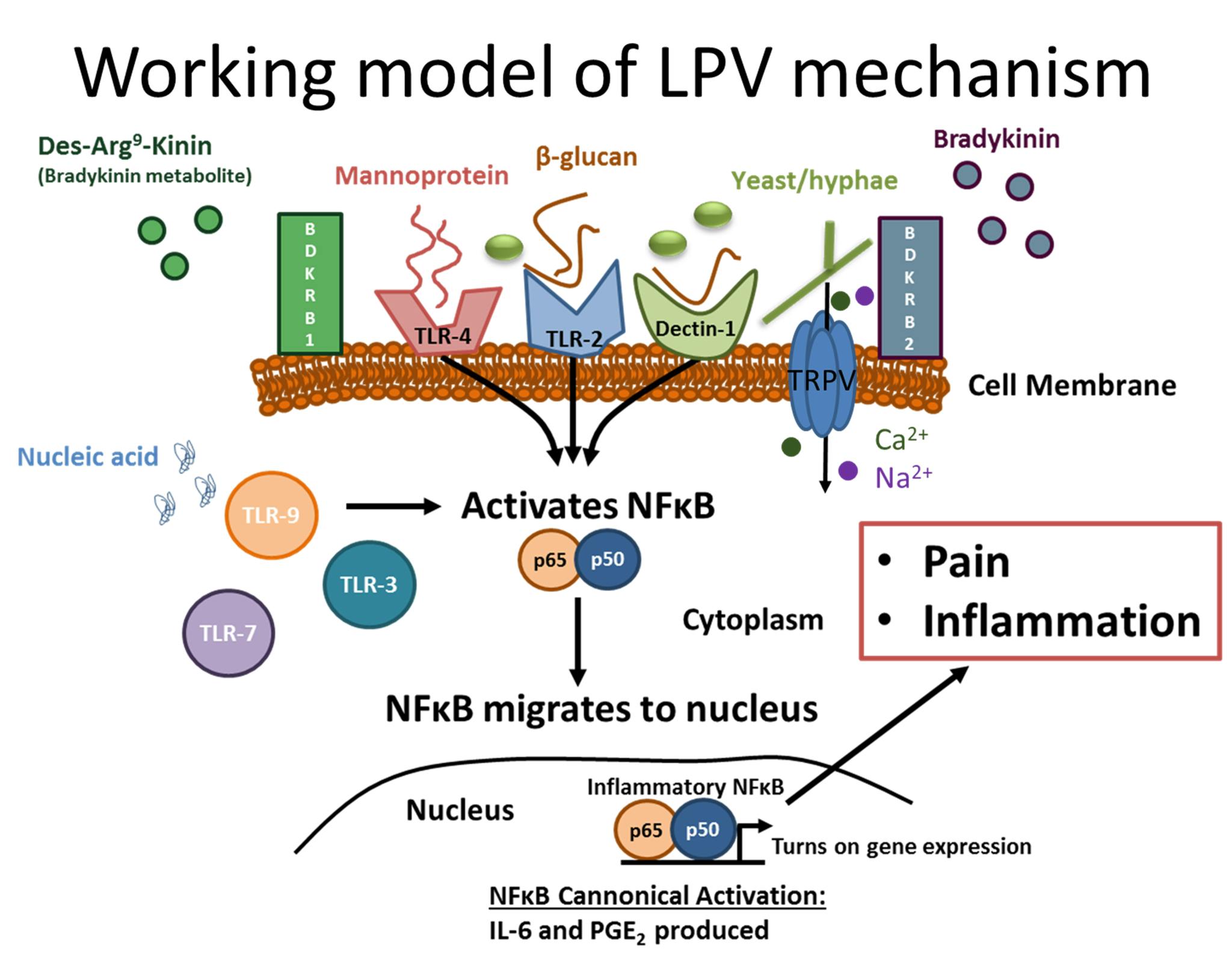 working model of LPV mechanism