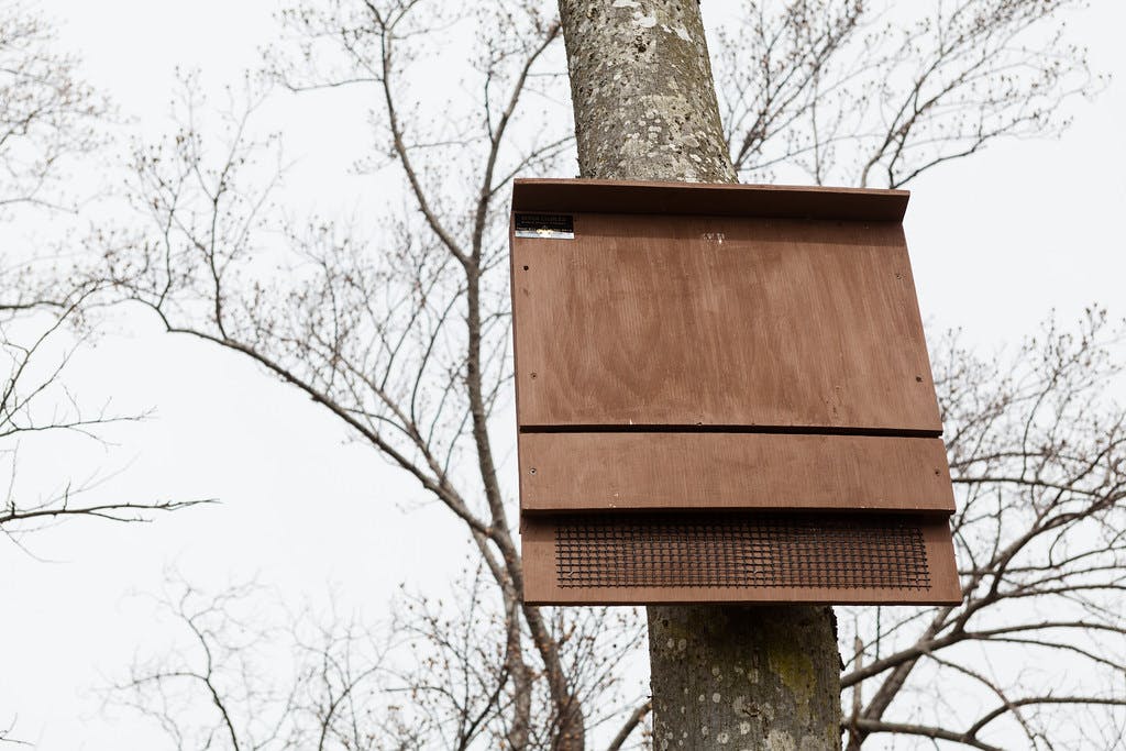 A bat box is one of 13 built by 14-year-old Eagle Scout River Fielder in 2013 and installed at Sleepy Hole Park in Suffolk, Va., seen on March 16, 2015. Fielder organized an event with 25 volunteers to help construct the boxes, and a park ranger helped him identify suitable trees to install them. The park lies on the Nansemond River, in the southernmost region of the Chesapeake Bay watershed. (Photo by Will Parson/Chesapeake Bay Program)