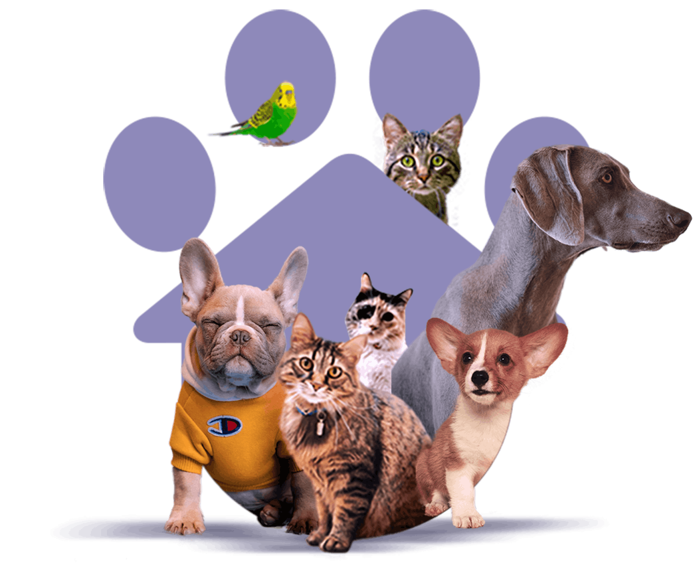Petopy Yavru Kedi Köpek Aşı ve Bakım